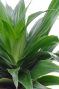 Syngonium Red Spot blad