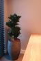 Dracaena compacta hydrocultuur