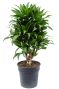 Dracaena compacta kamerplant