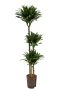 Epipremnum Pinnatum Global Green
