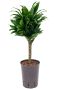 Dracaena compacta op stam