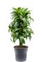 Syngonium Pink Splash