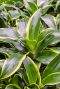 Scindapsus Treubii Dark plant