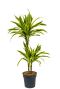 Dracaena fragrans lemon lime plant