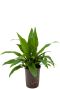 Syngonium Pink Splash