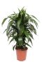 Syngonium Red Spot blad