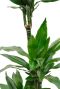 Dracaena janet lind