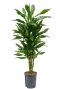 Dracaena janet lind orange graines