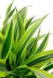 Monstera Siltepecana