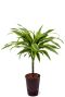 Dracaena lemon lime hydro