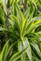 Syngonium Red Spot blad