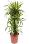 Philodendron Brandtianum