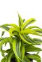 Dracaena lemon surprise kamerplant