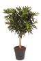 Dracaena reflexa plant boom