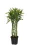 Dracaena sandriana white kamerplant