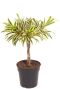 Syngonium Red Spot blad