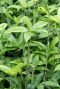 Syngonium Red Spot blad