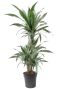 Dracaena warneckei 4stam