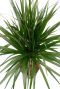 Dracaena Marginata