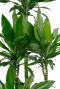 Alocasia Branchifolia Pink Passion blad