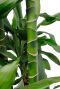 Alocasia Branchifolia Pink Passion blad