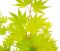 Scindapsus Treubii Dark plant