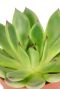 Echeveria red tips plant