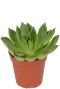Echeveria red tips plants