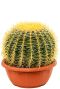 Echinocactus grusonii cactus