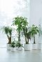 Epipremnum Pinnatum Global Green