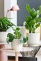 Syngonium Pink Splash