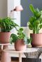 Syngonium Red Spot blad
