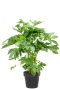 Solanum Evolvulifolium - P10