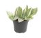 Epipremnum Pinnatum Global Green