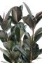Hoya Krohniana Silver blad