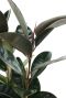 Syngonium Pink Splash