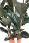 Syngonium Red Spot blad