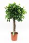 Scindapsus Treubii Dark plant