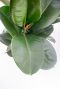 Hoya Krohniana Silver blad