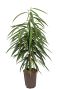 Ficus alii hydrocultuur plant