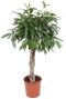 Ficus amstel king boom