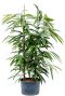 Ficus amstel king hydrocultuur plant