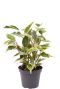 Ficus benjamina samantha