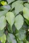 Hoya Krohniana Silver blad