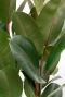 Alocasia Branchifolia Pink Passion blad