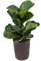 Ficus lyrata bambino hydrocultuur