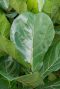 Syngonium Pink Splash