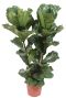 Alocasia Branchifolia Pink Passion blad