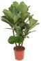 Alocasia Branchifolia Pink Passion blad