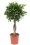 Ficus nitida geflochtener stamm